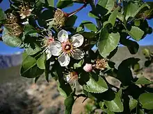 Desert ApricotPrunus fremontii