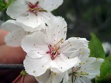 Group of flowers