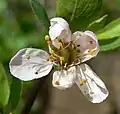 Pinkish, pink-dotted flower close-up