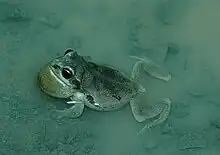 A green frog with a bulging throat sits in shallow water