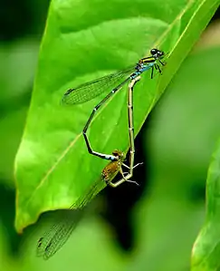 Pseudagrion indicum mating pair