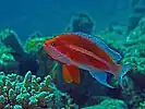 Pseudanthias taeniatus