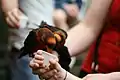 Drinking from a cup of nectar at Woburn Safari Park