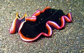 Marine flatworm,Pseudobiceros sp.