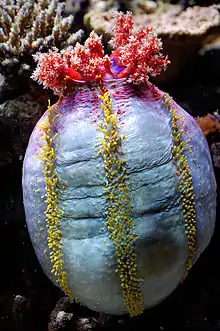 Pseudocolochirus ("sea apple").