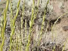 A thick stock of grass with several seed pods on either side of the stock