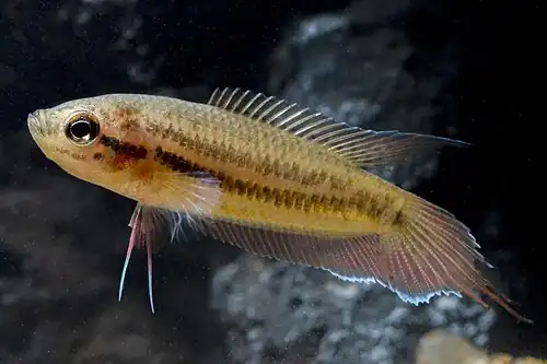 Pseudosphromenus dayi (Spike Tailed Paradise Fish)