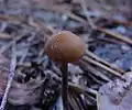 Psilocybe atlantis