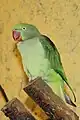 Alexandrine parakeet