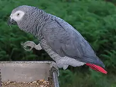 A grey bird perching on a tray