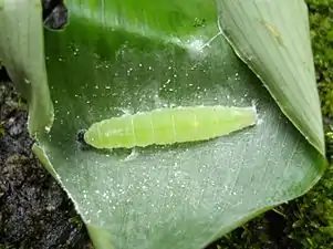 Larva