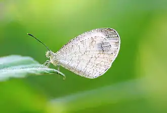 Ventral view