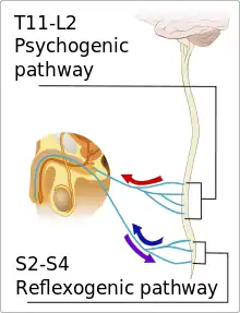 Nerves travel between the penis and spinal cord.