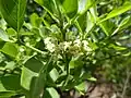 Inflorescence