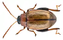 Psylliodes affinis