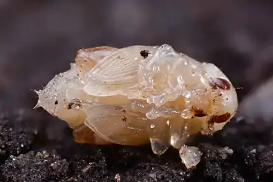 P. chrysocephala pupa