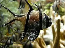 A Cardinal fish, a brown fish with three vertical black stripes, black outlining on the caudal fin and caudal peduncle, and covered in white spots.