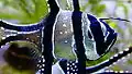 Close up body of Banggai cardinalfish in aquarium