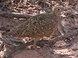 Burchell's sandgrouse