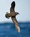 Great-winged petrel (Pterodroma macroptera), east of the Tasman Peninsula, Tasmania, Australia