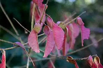 Close-up of the red samaras, winter