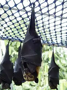 Spectacled flying fox