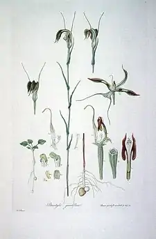 Pterostylis grandiflora