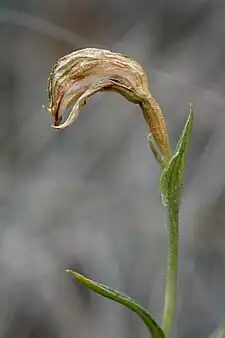 Pterostylis stenochilasetting seeds