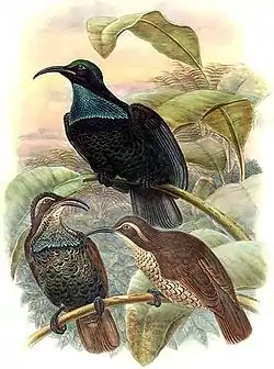 Paradise riflebird male and female