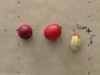 Fruits and seed