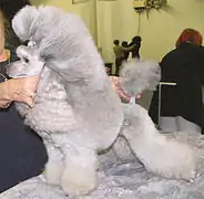 Silver Miniature Poodle