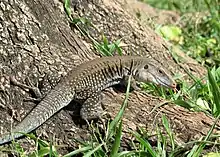 Siguana(Ameiva exsul)