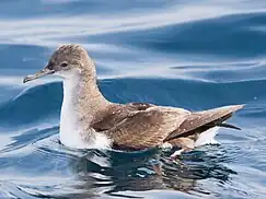 Fluttering shearwater