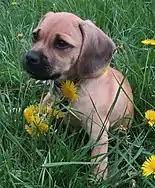 Puggle puppy