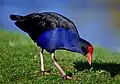 Pūkeko