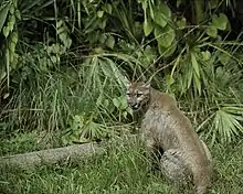 Puma concolor