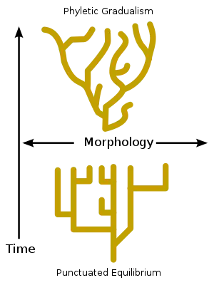 Image 27Phyletic gradualism, above, consists of relatively slow change over geological time. Punctuated equilibrium, bottom, consists of morphological stability and rare, relatively rapid bursts of evolutionary change. (from Speciation)