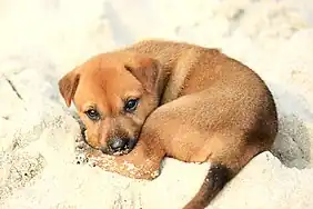 Image 5A little mongrel puppy on the shore, on Halong Bay (from Puppy)