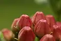 Closeup of an unopened flower