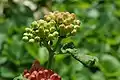 Undeveloped flower buds are light green.