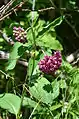 Same purple milkweed plant that produced pod in flower