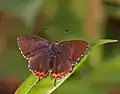 Male at Samsing in Darjeeling district of West Bengal, India