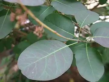 Green leaves