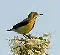 Male in eclipse plumage