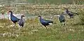 Purple moorhen