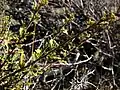 P. tridentata, Lava Beds National Monument