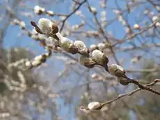 Branch with catkins in early spring