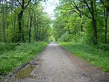 Niepołomice Forest