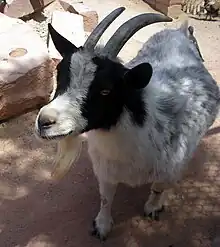 Pygmy goat