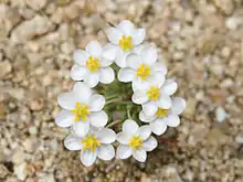 Pygmy poppy (Canbya candida)